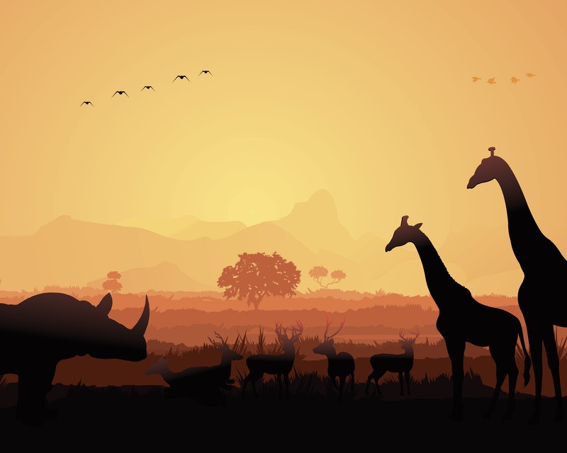 Papel Mural / Giraffe Sunset